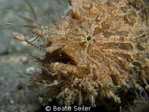 Frogy from "Under the bridge" taken with Canon G12 and UC... by Beate Seiler 